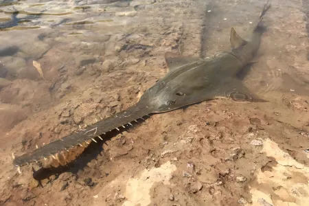 Juvenile Largetooth Sawfish. Picture: Peter Kyne