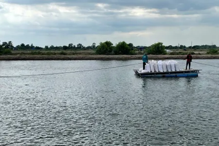 The striped catfish is a cornerstone species of Vietnam's aquaculture industry. Provided by Sunil Kadri