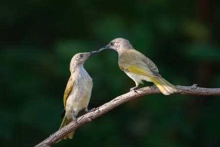 The Kiss by Ulrike Kachel