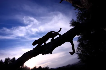 Predator prey relationship