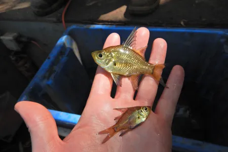 Macleay's Glassfish (Pseudoambassis macleayi) is another specimen in the library. Picture: Michael Hammer