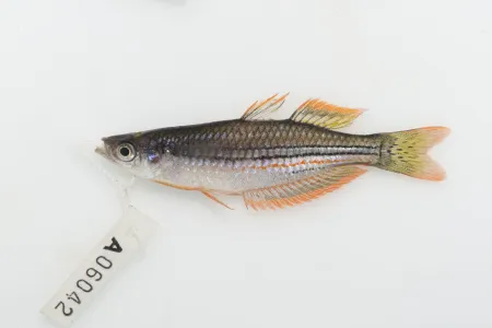 Exquisite rainbowfish (Melanotaenia exquisita) is one of the species in the library. Picture: Michael Hammer