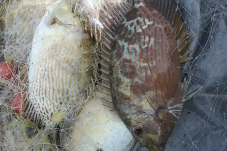 Colorful fish stuck in the net