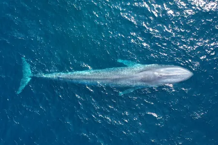 Pygmy blue whale swims in blue ocean