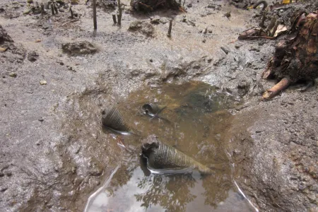 An experiment on sediment in shallow water.