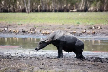 The study explored the indirect impacts of feral water buffalo on northern long-necked turtles in Gurruwiling (the Arafura Swamp).