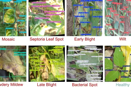 SLIF dataset