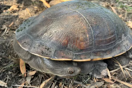 Northern long-necked turtles (Chelodina rugosa) are found across Northern Australia.