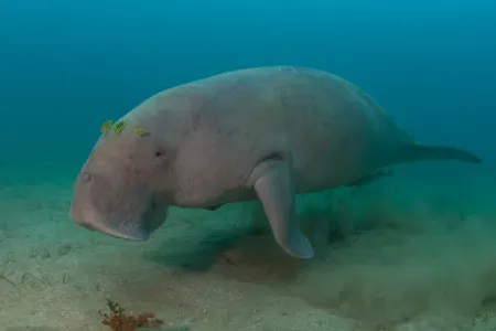 Dugong