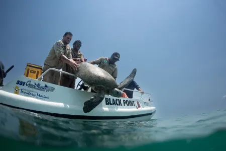 Garig Gunak Barlu Park Rangers Turtle Release