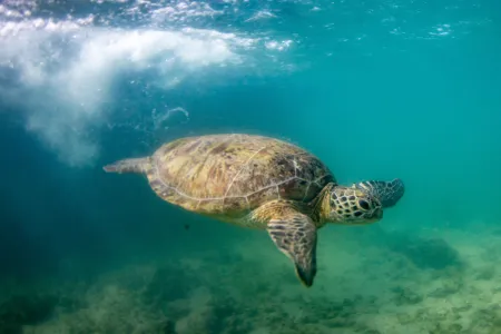 turtle, nat robson