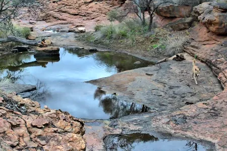 A dingo walking along the edge of the waterhole.