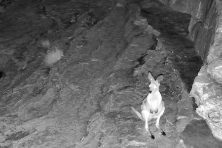 The livestream allows viewers to glimpse the incredible wildlife at a pool on the Watarrka escarpment.