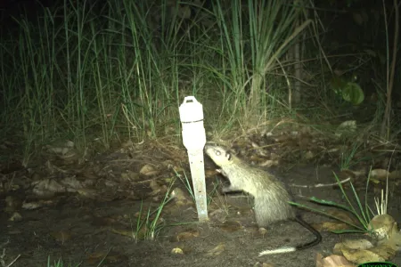 Black footed tree rat from Cara Penton