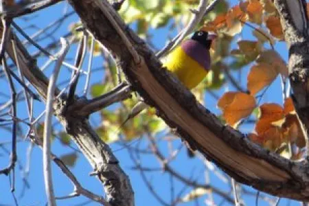 Gouldian Finch