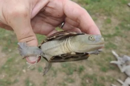 Chelodina mccordi timorlestensis