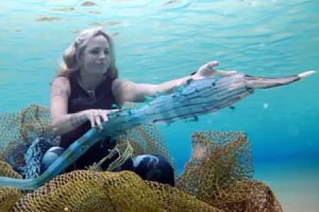 A short film based on the work of CDU PhD student Aly De Groot will premiere on iview