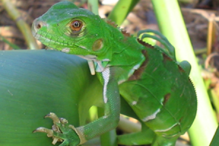 Young iguana in the Amazon Rainforest