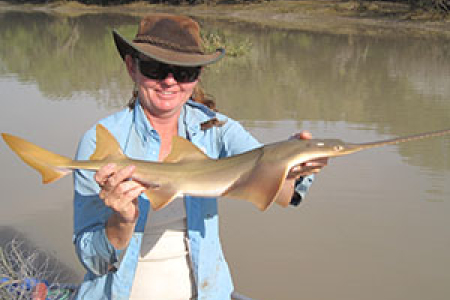 Kate Buckley conducts Largetooth Sawfish research in the Adelaide River