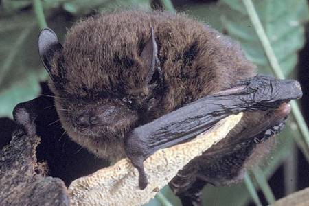 New book both an obituary and an inquest into the extinction of the Christmas Island Pipistrelle. Photo: Chris Tidemann 