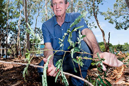 Facilities Management Director Bill McGuinness holds coffee bush that was removed as part of Charles Darwin University’s new Weed Management Plan. Photo: Julianne Osborne