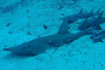 Northern Australia is a refuge for threatened Rhino Rays such as the Bottlenose Wedgefish. Source: Arnaud Brival