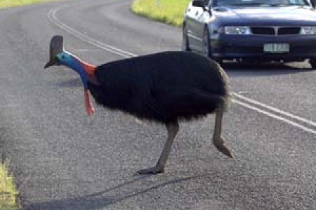 New research identifies stretches of road where the southern cassowary is most at risk. Photo: Jeff Larson