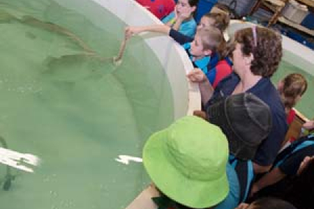 Students feed the barra at the CDU Aquaculture Centre as part of their Children’s University activity