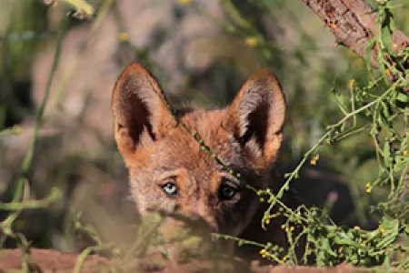 A pup from the wolf pack. Photographer: Itamar Yairi