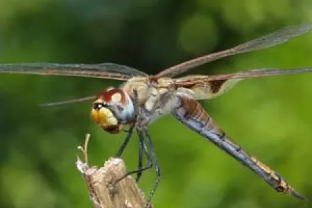 Large gliding species, such as the common glider (Tramea loewii), form large and very visible flocks, particularly near the coast in April. Photo by Janis Otto
