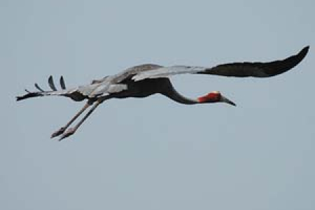 The majestic Sarus Crane is a globally threatened species