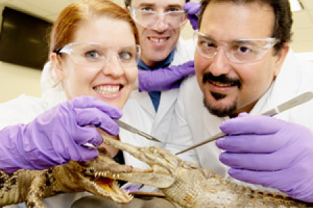 (From left) Tertiary Enabling Program bioscience lecturers Jillianne Segura and Dr James Valentine will assist theme leader George Lambrinidis in dissecting a crocodile at Open Day on Sunday, 20 August. Photo: Julianne Osborne