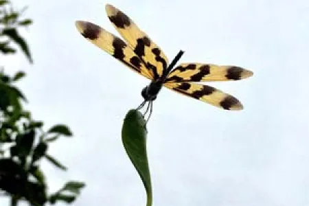 The Graphic Flutterer, Ryothemis graphitera, has spectacularly patterned wings that have an almost metallic sheen. They often flutter together in small flocks. This photo was taken by Sarah Morgan Broome with her iPhone near the Kululuk mangroves last week. Photo: Sarah Morgan Broome