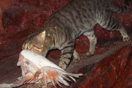 Feral cats kill 316 million birds and pet cats kill 61 million birds in Australia every year. Photo: Mark Marathon