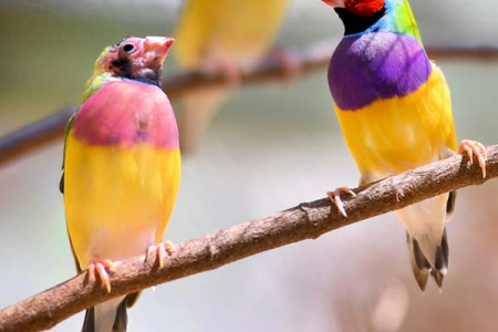 The Gouldian finch is considered endangered with its numbers in the wild dropping to mere hundreds.