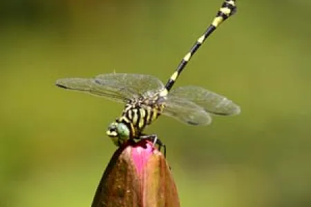 The Australian Tiger dragonfly is commonly found in the Darwin Botanic Gardens