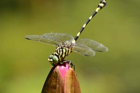 The Australian Tiger dragonfly is commonly found in the Darwin Botanic Gardens