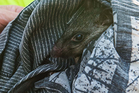 Researchers trap black-footed tree-rats in Darwin