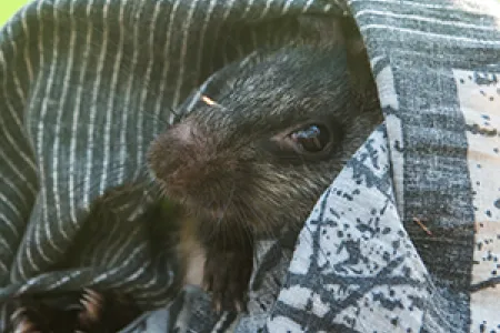 Black-footed tree-rat