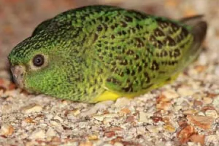 The elusive night parrot. Photo: Dr Steve Murphy