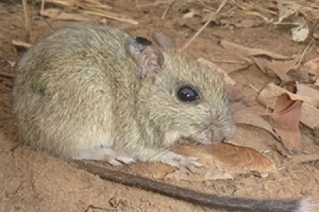 CDU researchers will evaluate the extent of cat predation on the threatened brush-tailed rabbit-rat (pictured), through the National Environmental Science Program. Photo: Hugh Davies
