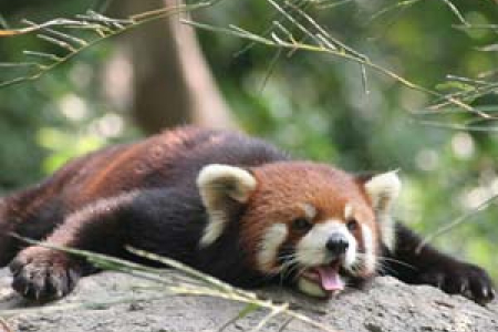 The endangered red panda