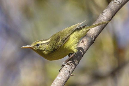 CDU researcher Colin Trainor collaborated on research of new bird species, the Rote Leaf-Warbler. Pic: P. Verbelen