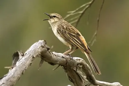Students captured images of the rufous songlark with camera traps. Photographer: David Cook Wildlife Photography