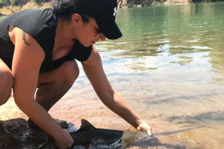 CDU research associate Brittany Finucci releases a largetooth sawfish pup into the Daly River.