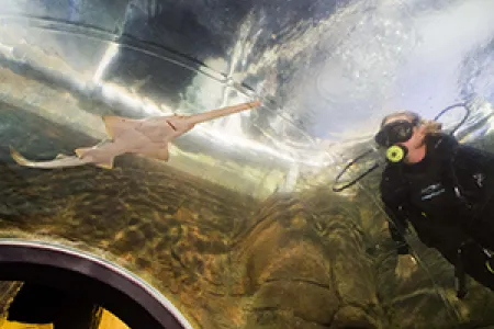 PhD candidate Kate Buckley is researching the benefits of displaying Largetooth Sawfish in public aquariums