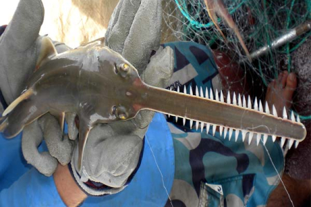 Charles Darwin University and the Northern Prawn Fishery are launching a project to study the Narrow Sawfish across Northern Australia. Pic: Dr Peter Kyne