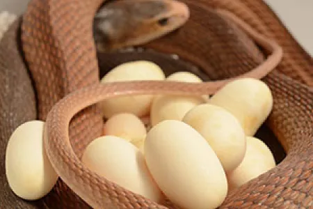 A female Coastal Taipan can lay up to three clutches of eggs. Photographer: Luke Allen