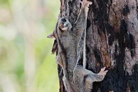 Crowdfunders have helped Charles Darwin University researchers to get closer to discovering whether the savanna glider is a new species of gliding marsupial