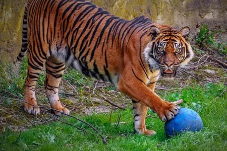 PhD candidate Kat Tuite’s research is looking at techniques zookeepers use to enrich the lives of animals in their care. Image: iStock          